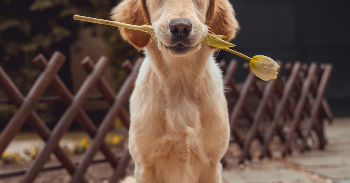 Pet Owner Safety: Essential Tips for Staying Safe While Walking Your Dog